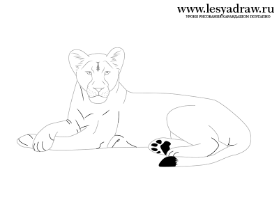 Как нарисовать львицу поэтапно