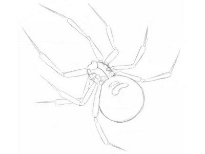 Как нарисовать паука карандашом