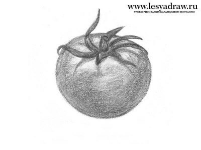 Как нарисовать помидор карандашом поэтапно