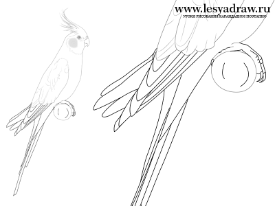 Как нарисовать попугая кореллу