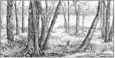 Метод рисования деревьев