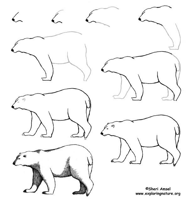 Как нарисовать белого медведя карандашом поэтапно