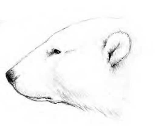 Как нарисовать белого медведя 