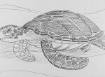 Как нарисовать черепаху карандашом поэтапно