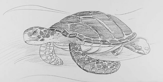 Как нарисовать черепаху карандашом поэтапно