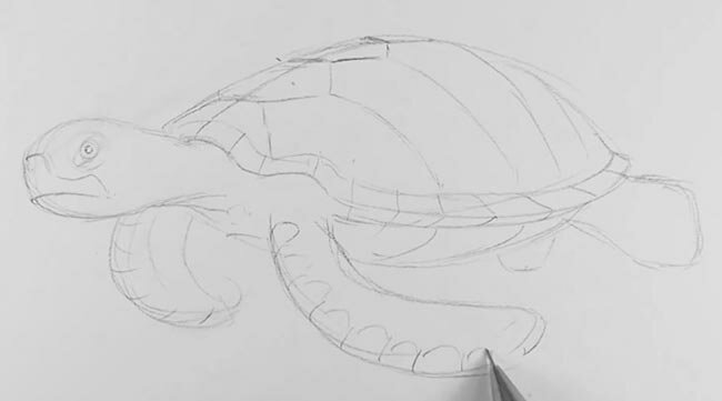 Как рисовать черепаху карандашом