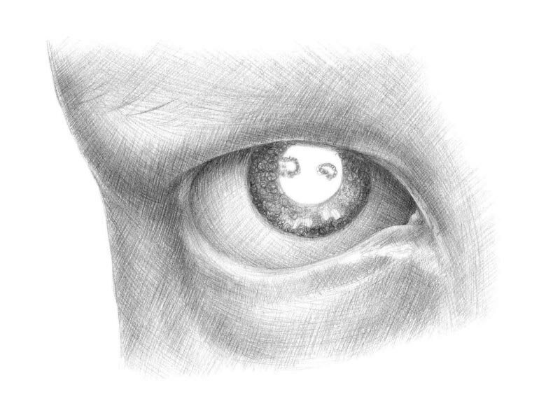 Как рисовать глаз человека