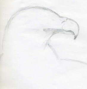 Рисуем голову орла