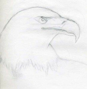 Как нарисовать орла поэтапно