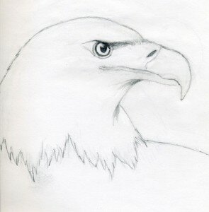 Как нарисовать орла поэтапно