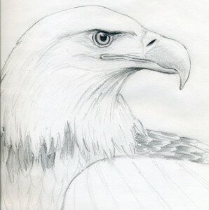 Как нарисовать орла карандашом поэтапно