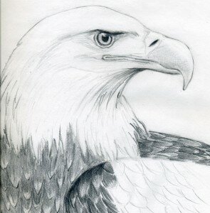 Как нарисовать орлана карандашом поэтапно