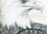 Как нарисовать голову орла карандашом поэтапно