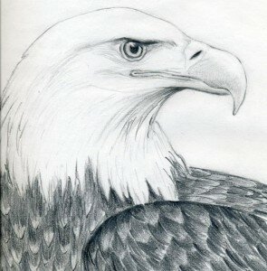 Как нарисовать голову орла карандашом поэтапно