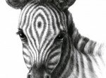 Как нарисовать шерсть карандашом, голова зебры