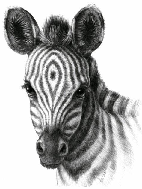 Как нарисовать шерсть карандашом, голова  зебры