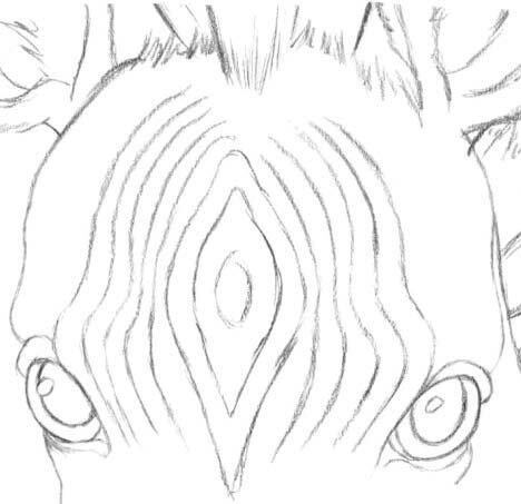 Рисуем полоски на голове зебры