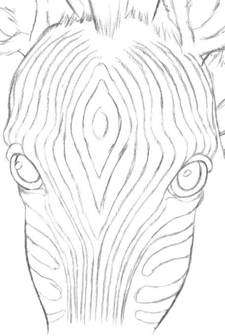 Рисуем полоски на голове зебры