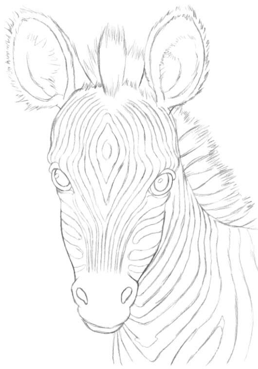 Рисуем полоски на теле зебры