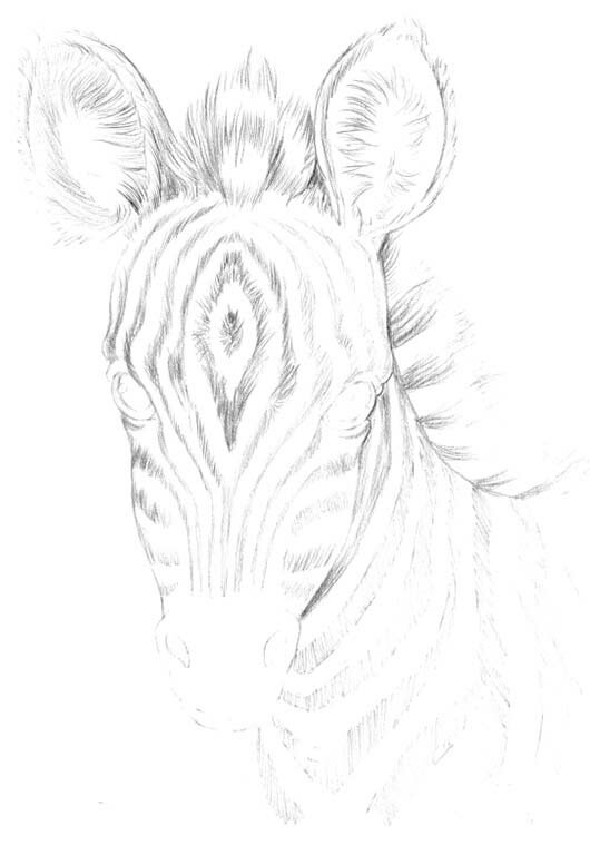 как нарисовать морду зебры