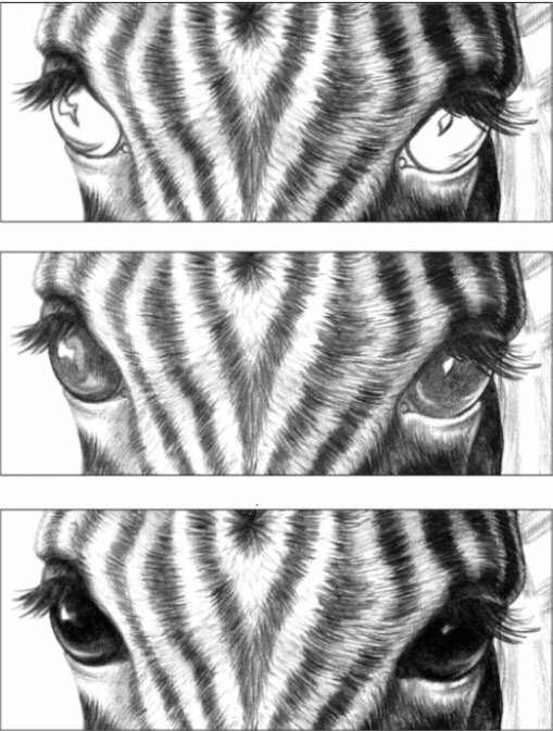 Как нарисовать глаза зебры