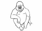 Как нарисовать гориллу карандашом поэтапно
