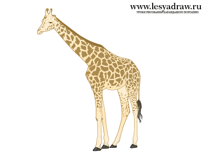 Как нарисовать жирафа карандашом поэтапно