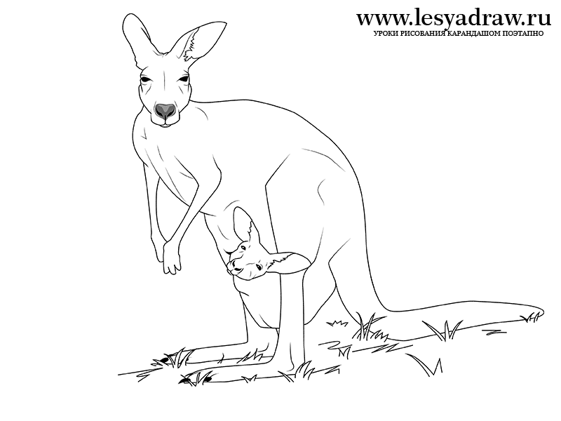 Как нарисовать кенгуру карандашом поэтапно