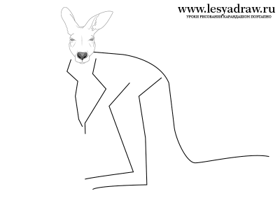 учимся рисовать кенгуру