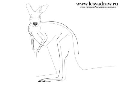 Как нарисовать кенгуру поэтапно