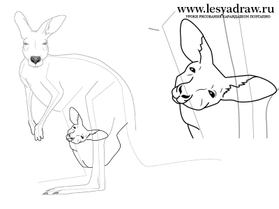 Как нарисовать кенгуренка