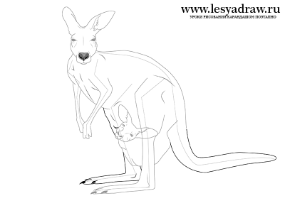 Как рисовать кенгуру карандашом поэтапно