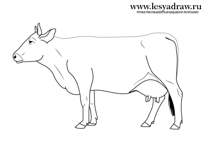 Как нарисовать корову карандашом поэтапно