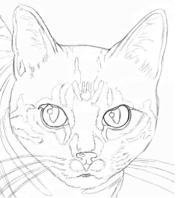 Основы рисования шерсти у полосатых кошек
