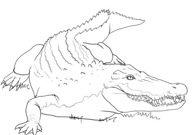 Как нарисовать крокодила карандашом поэтапно