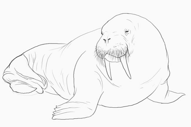 Как нарисовать моржа карандашом поэтапно