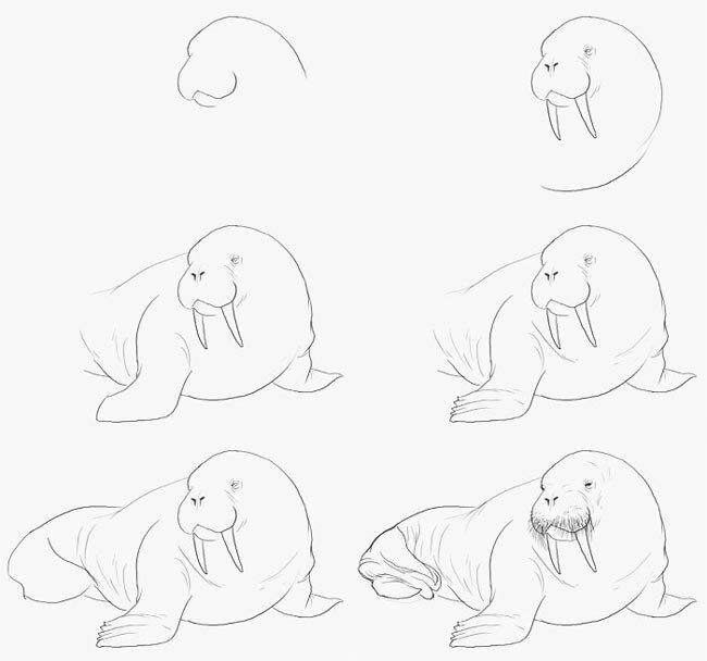 Как нарисовать моржа 