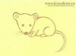 Как нарисовать мышь для детей