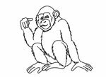 Как нарисовать шимпанзе