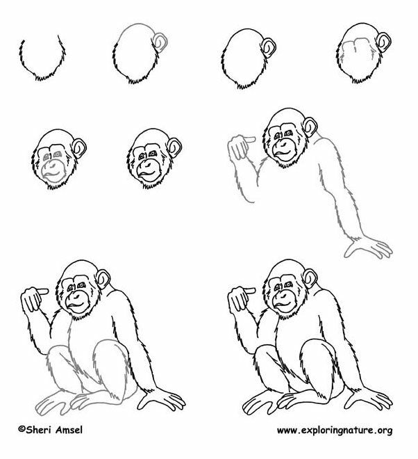 Как нарисовать шимпанзе карандашом поэтапно