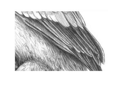 Как рисовать перья птицы