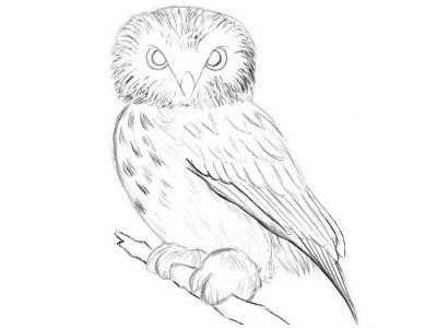 Как рисовать сову поэтапно