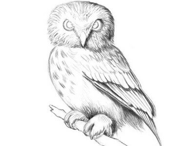 Как рисовать сову карандашом поэтапно