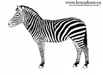 Как нарисовать зебру карандашом поэтапно