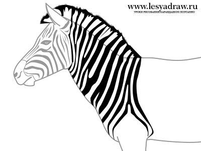 Рисуем зебру карандашом