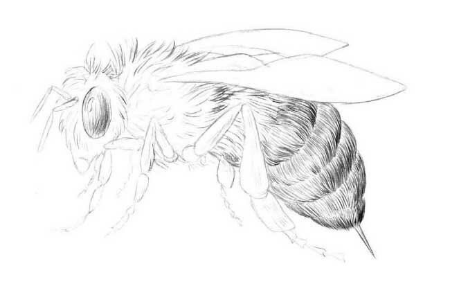 Пчела, урок рисования