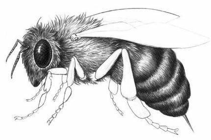 Как нарисовать пчелу поэтапно