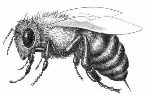 Как рисовать насекомых поэтапно