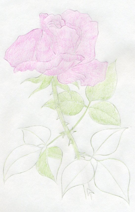 Как нарисовать розу цветными карандашами поэтапно
