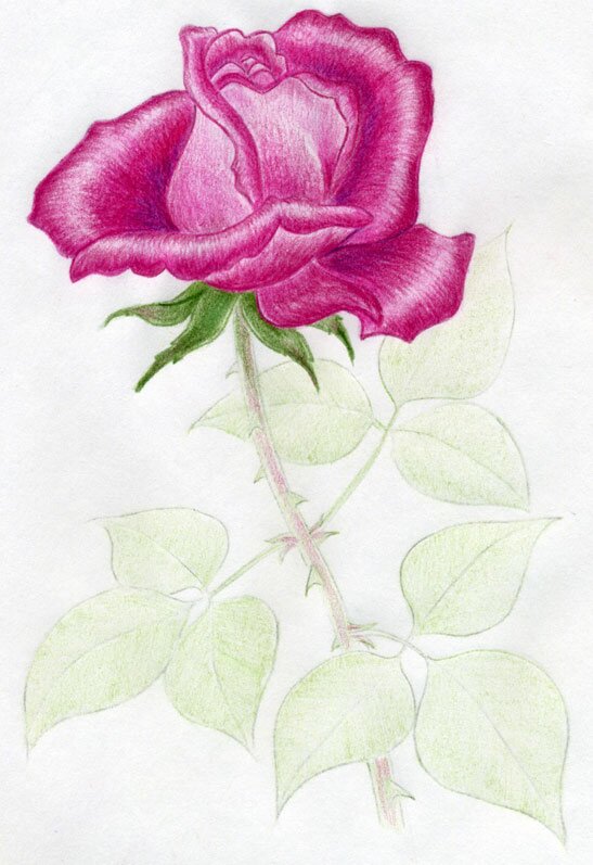 как нарисовать красивую розу поэтапно